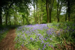 dinefwrbluebells