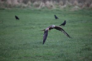 redkite